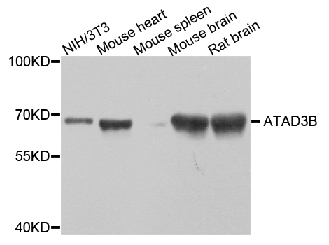 ATAD3B Antibody - Western blot analysis of extract of various cells.