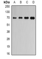ATAD3B Antibody - Western blot analysis of ATAD3B expression in NIH3T3 (A); mouse heart (B); mouse spleen (C); rat brain (D) whole cell lysates.