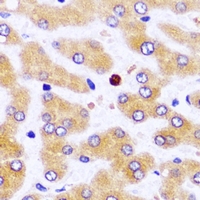 ATAD3B Antibody - Immunohistochemical analysis of ATAD3B staining in human liver formalin fixed paraffin embedded tissue section. The section was pre-treated using heat mediated antigen retrieval with sodium citrate buffer (pH 6.0). The section was then incubated with the antibody at room temperature and detected using an HRP conjugated compact polymer system. DAB was used as the chromogen. The section was then counterstained with hematoxylin and mounted with DPX.