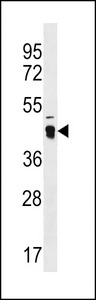 ATAD3C Antibody - ATAD3C Antibody western blot of WiDr cell line lysates (35 ug/lane). The ATAD3C antibody detected the ATAD3C protein (arrow).