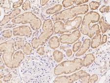 ATAD4 Antibody - Immunochemical staining of human ATAD4 in human kidney with rabbit polyclonal antibody at 1:500 dilution, formalin-fixed paraffin embedded sections.
