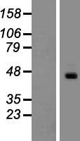 ATCAY / CLAC Protein - Western validation with an anti-DDK antibody * L: Control HEK293 lysate R: Over-expression lysate