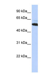 ATE1 Antibody - ATE1 antibody western blot of HepG2 cell lysate.  This image was taken for the unconjugated form of this product. Other forms have not been tested.