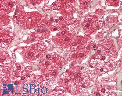 ATE1 Antibody - Human Adrenal: Formalin-Fixed, Paraffin-Embedded (FFPE).  This image was taken for the unconjugated form of this product. Other forms have not been tested.