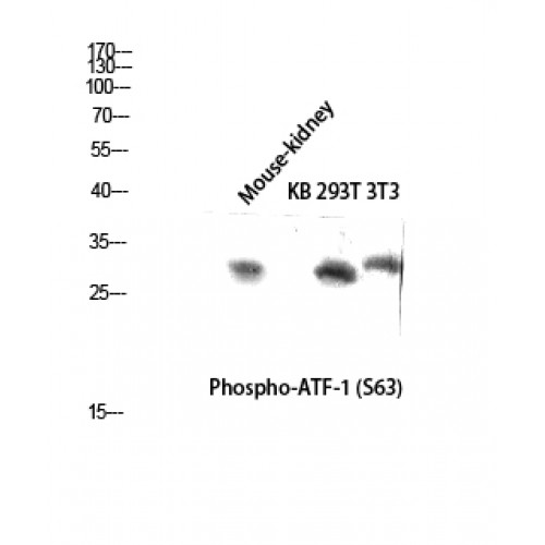 ATF1 Antibody - Western blot of Phospho-ATF-1 (S63) antibody