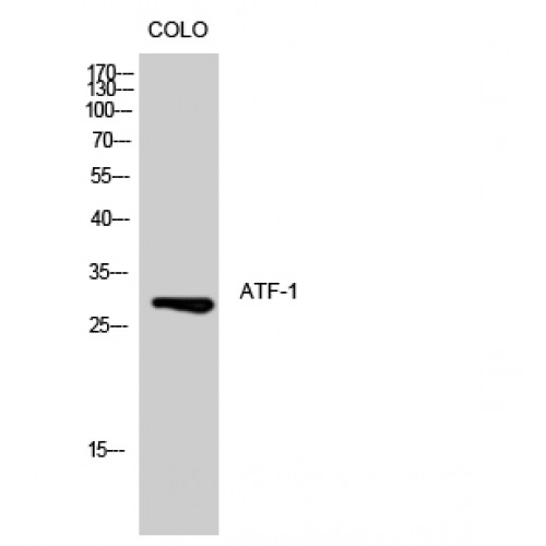 ATF1 Antibody - Western blot of ATF-1 antibody