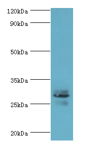 ATF1 Antibody - Western blot. All lanes: ATF1 antibody at 10 ug/ml+mouse liver tissue. Secondary antibody: Goat polyclonal to rabbit at 1:10000 dilution. Predicted band size: 29 kDa. Observed band size: 29 kDa Immunohistochemistry.