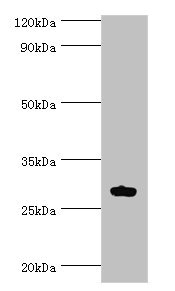 ATF1 Antibody - Western blot All lanes: ATF1 antibody at 10µg/ml + Mouse liver tissue Secondary Goat polyclonal to rabbit IgG at 1/10000 dilution Predicted band size: 30, 16 kDa Observed band size: 30 kDa