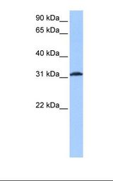 ATF1 Antibody - 721_B cell lysate. Antibody concentration: 0.5 ug/ml. Gel concentration: 12%.  This image was taken for the unconjugated form of this product. Other forms have not been tested.