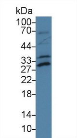 ATF1 Antibody - Western Blot; Sample: Mouse Lung lysate; Primary Ab: 2µg/ml Rabbit Anti-Rat ATF1 Antibody Second Ab: 0.2µg/mL HRP-Linked Caprine Anti-Rabbit IgG Polyclonal Antibody