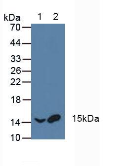 ATF1 Antibody - Western Blot; Sample: Lane1: Rat Blood Cells; Lane2: Porcine Blood Cells.