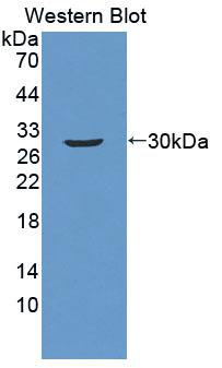 ATF1 Antibody - Western Blot; Sample: Recombinant ATF1, Human.