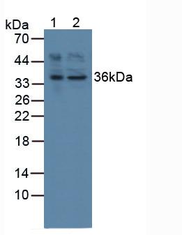 ATF1 Antibody