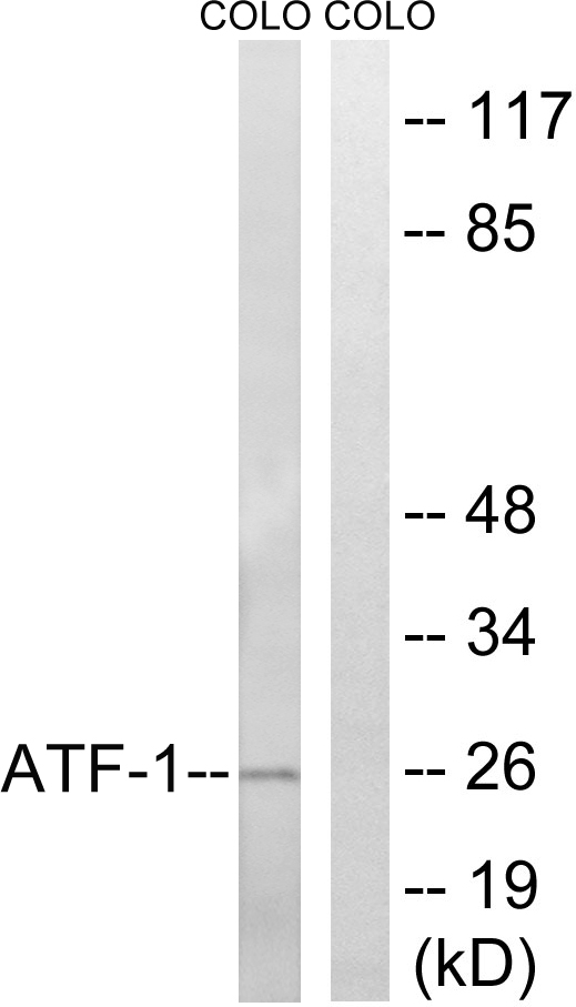 ATF1 Antibody - Western blot analysis of lysates from COLO cells, using ATF1 Antibody. The lane on the right is blocked with the synthesized peptide.