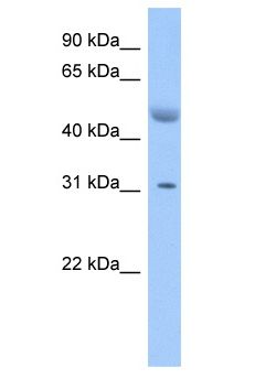 ATF1 Antibody - ATF1 antibody Western Blot of Fetal Brain. Antibody dilution: 1 ug/ml.  This image was taken for the unconjugated form of this product. Other forms have not been tested.
