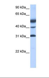 ATF1 Antibody - Placenta cell lysate. Antibody concentration: 0.5 ug/ml. Gel concentration: 12%.  This image was taken for the unconjugated form of this product. Other forms have not been tested.