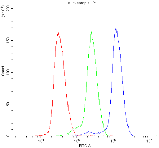 ATF1 Antibody - Flow Cytometry analysis of Hela cells using anti-Human ATF1 antibody. Overlay histogram showing Hela cells stained with anti-Human ATF1 antibody (Blue line). The cells were blocked with 10% normal goat serum. And then incubated with rabbit anti-Human ATF1 Antibody (1µg/10E6 cells) for 30 min at 20°C. DyLight®488 conjugated goat anti-rabbit IgG (5-10µg/10E6 cells) was used as secondary antibody for 30 minutes at 20°C. Isotype control antibody (Green line) was rabbit IgG (1µg/10E6 cells) used under the same conditions. Unlabelled sample (Red line) was also used as a control.