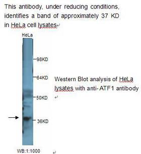 ATF1 Antibody