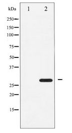 ATF1 Antibody - Western blot of ATF1 expression in COLO205 whole cell lysates,The lane on the left is treated with the antigen-specific peptide.