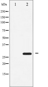 ATF1 Antibody - Western blot analysis of ATF1 expression in COLO205 whole cells lysates. The lane on the left is treated with the antigen-specific peptide.