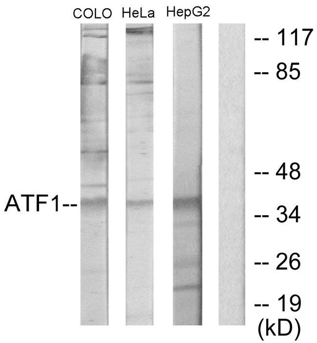 ATF1 Antibody - Western blot analysis of extracts from COLO205 cells, HeLa cells and HepG2 cells, using ATF1 antibody.