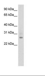 ATF1 Antibody - Fetal Thymus Lysate.  This image was taken for the unconjugated form of this product. Other forms have not been tested.