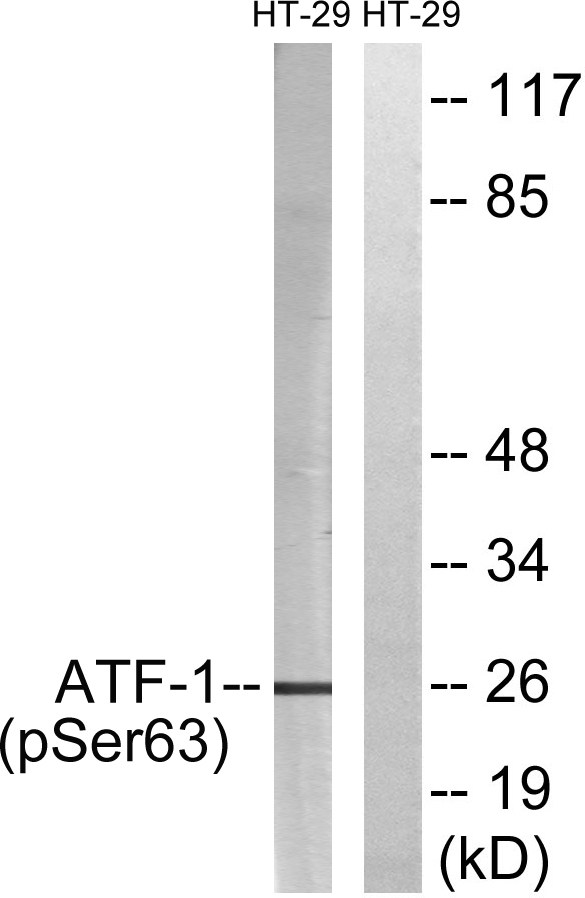 ATF1 Antibody - Western blot analysis of lysates from HT29 cells treated with Insulin 0.01U/ML 15', using ATF1 (Phospho-Ser63) Antibody. The lane on the right is blocked with the phospho peptide.