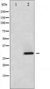 ATF1 Antibody - Western blot analysis of ATF1 phosphorylation expression in Insulin treated HT29 whole cells lysates. The lane on the left is treated with the antigen-specific peptide.