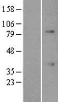 ATF1 Protein - Western validation with an anti-DDK antibody * L: Control HEK293 lysate R: Over-expression lysate
