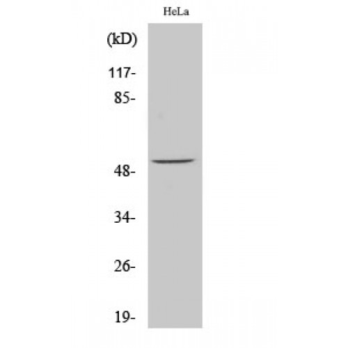 ATF2 Antibody - Western blot of Phospho-ATF-2 (S62) antibody