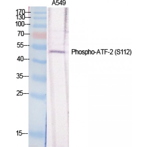 ATF2 Antibody - Western blot of Phospho-ATF-2 (S112) antibody