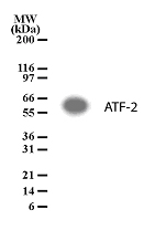 ATF2 Antibody - Detection of ATF2 in 293 cell lysate using antibody at 2 ug/ml.