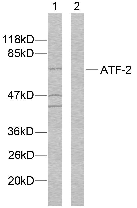 ATF2 Antibody - Western blot analysis of lysates from MDA-MB-435 cells, using ATF2 Antibody. The lane on the right is blocked with the synthesized peptide.