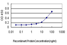 ATF2 Antibody - Detection limit for recombinant GST tagged ATF2 is approximately 3 ng/ml as a capture antibody.