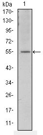 ATF2 Antibody - ATF2 Antibody in Western Blot (WB)