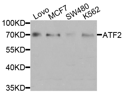 ATF2 Antibody - Western blot analysis of extracts of various cells.