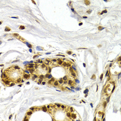 ATF2 Antibody - Immunohistochemistry of paraffin-embedded human normal breast.
