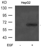 ATF2 Antibody - Detection of ATF2 (phosphorThr73 or 55) in extracts of HepG2 cells untreated or treated with EGF.