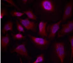 ATF2 Antibody - Detection of ATF2 (phospho-Thr 73 or 55) in methanol-fixed HeLa cells.