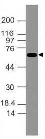 ATF2 Antibody - Fig-2: Western blot analysis of ATF2. Anti-ATF2 antibody was tested at 4 µg/ml on EL-4 lysate.