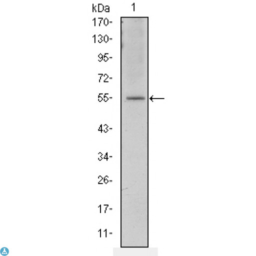 ATF2 Antibody - Western Blot (WB) analysis using ATF-2 Monoclonal Antibody against NIH/3T3 cell lysate.