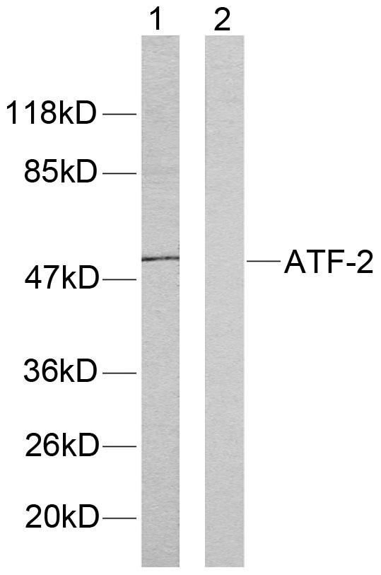 ATF2 Antibody - Western blot analysis of extracts from HeLa cells. Line1: Using ATF-2(Ab-71or 53) Antibody; Line2: Using the same antibody preincubated with synthesized peptide.