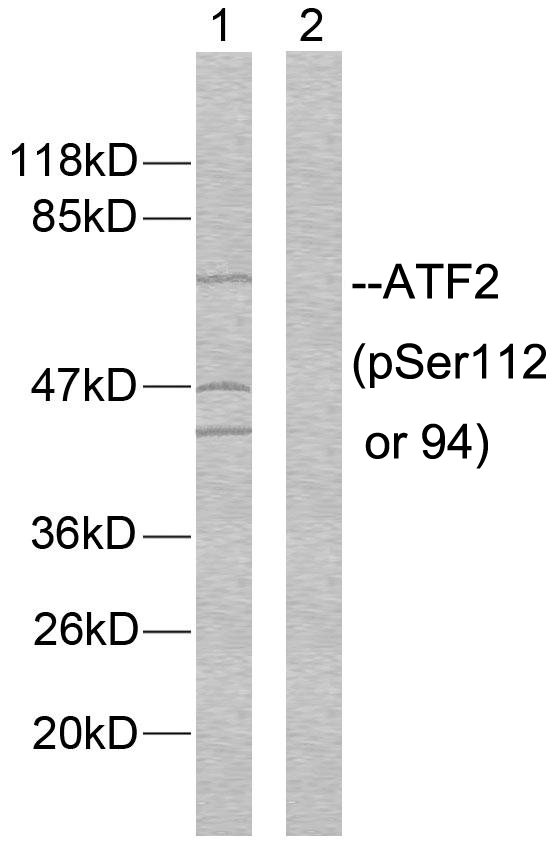 ATF2 Antibody - Western blot analysis of lysates from MDA-MB-435 cells, using ATF2 (Phospho-Ser112 or 94) Antibody. The lane on the right is blocked with the phospho peptide.