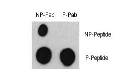 ATF2 Antibody - Dot blot of Phospho-ATF2-S322 Antibody and ATF2 Non Phospho-specific antibody on nitrocellulose membrane. 50ng of Phospho-peptide or Non Phospho-peptide per dot were adsorbed. Antibody working concentrations are 0.5ug per ml.