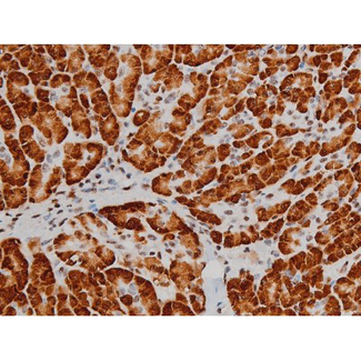 ATF2 Antibody - 1:200 staining human pancreas tissue by IHC-P. The tissue was formaldehyde fixed and a heat mediated antigen retrieval step in citrate buffer was performed. The tissue was then blocked and incubated with the antibody for 1.5 hours at 22°C. An HRP conjugated goat anti-rabbit antibody was used as the secondary.