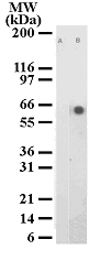 ATF2 Antibody - Detection of ATF-2 phosphorylation in HeLa cell lysate with anti-phospho ATF-2 mAb. Lane A. Untreated cell lysate; Lane B. HeLa cells treated with TNF for 1 hr.