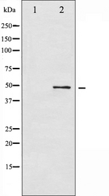ATF2 Antibody - Western blot analysis of ATF2 phosphorylation expression in HeLa whole cells lysates. The lane on the left is treated with the antigen-specific peptide.