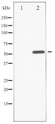 ATF2 Antibody - Western blot of ATF2 phosphorylation expression in 293 whole cell lysates,The lane on the left is treated with the antigen-specific peptide.