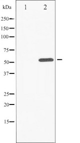 ATF2 Antibody - Western blot analysis of ATF2 phosphorylation expression in 293 whole cells lysates. The lane on the left is treated with the antigen-specific peptide.