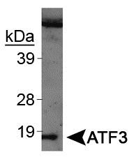 ATF3 Antibody - Western Blot: ATF3 Antibody - Western blot analysis of ATF3 on UV treated NIH/3T3 cell extracts using ATF3 antibody.  This image was taken for the unconjugated form of this product. Other forms have not been tested.